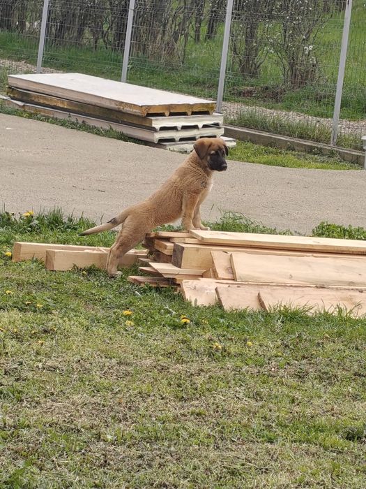 Donez cățelușa Metis Malinois