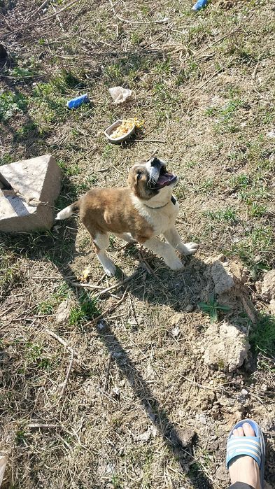 Үш айлық күшік хабарласа беріңдер