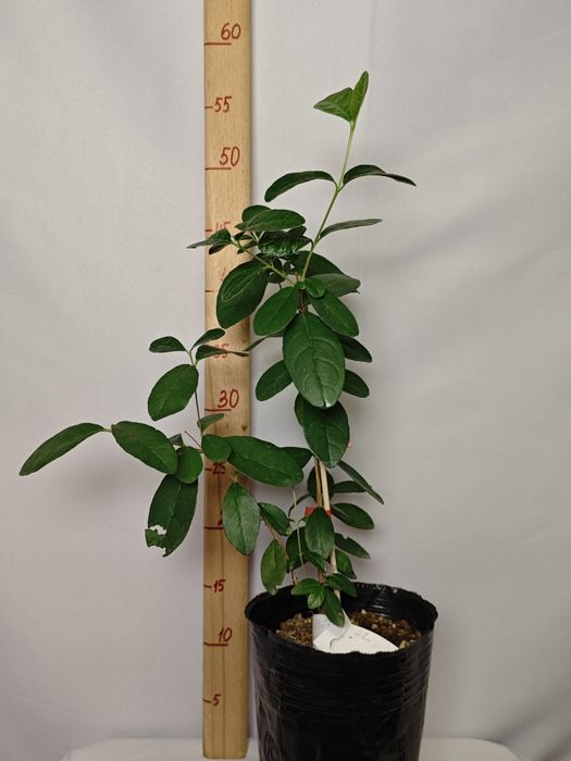 Фейхоа - комнатные плодовые экзоты