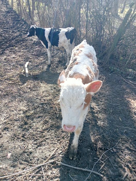 Vând  2 tăurași și o vitea Bălțată