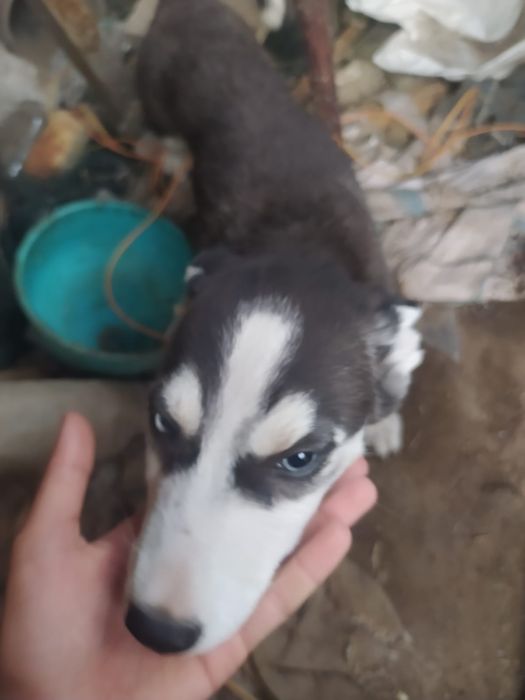 Щенок хаски девочка