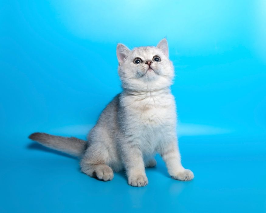 Серебро Шиншилла