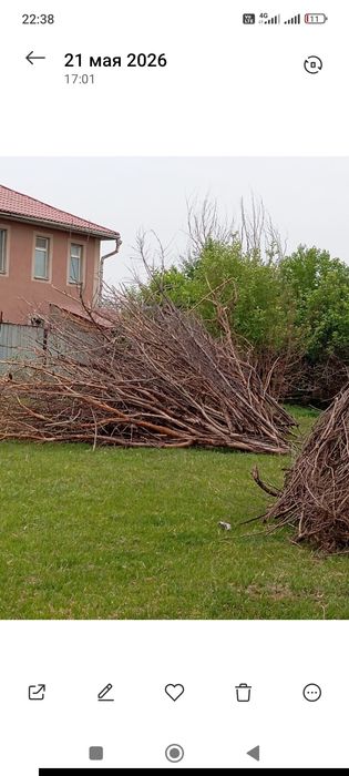 Дрова ветки яблони сухие