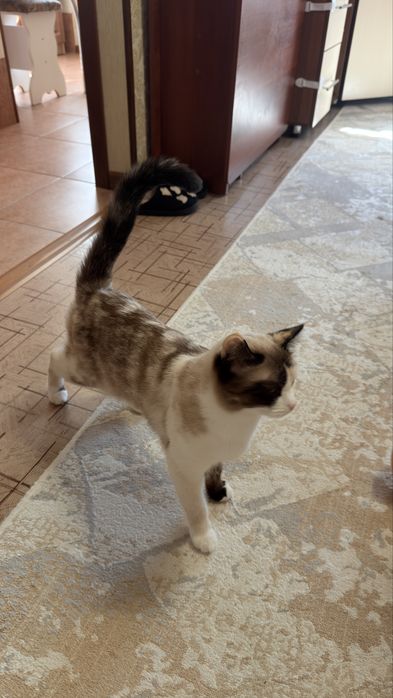 Отдам кошечку в добрые руки