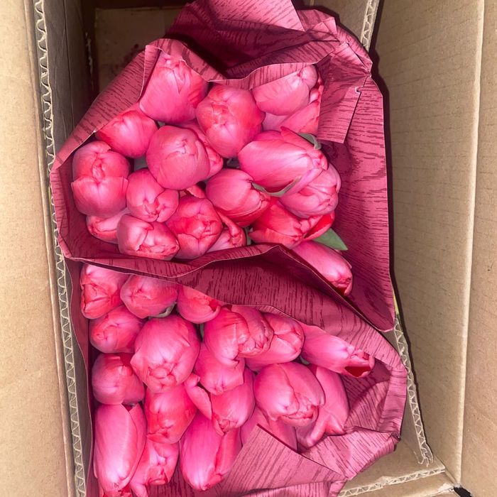 Тюльпаны свежие