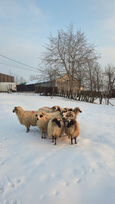 Vând 10 oi gestante