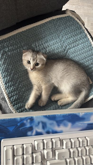 котята британские шиншиллы