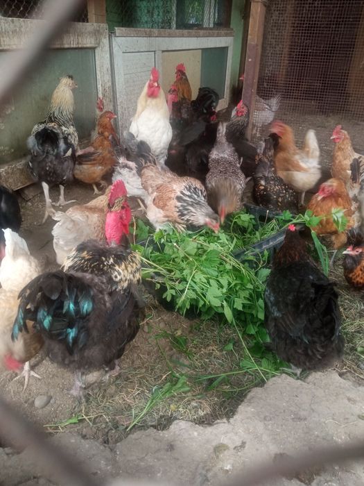 500 тен. Продам цыплят.