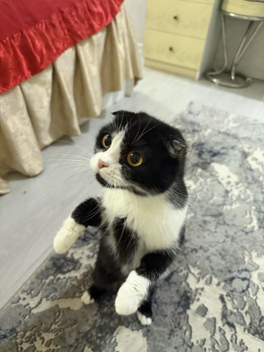 Продаётся кошка. 1,5 годика