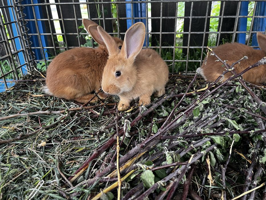 Продам кроликов возраст 2 месяца