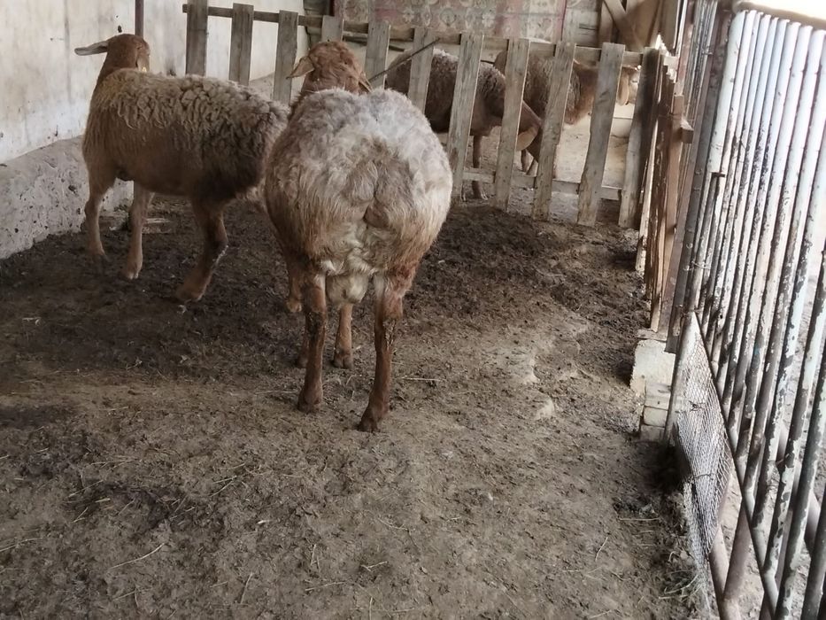 Арашан кошкар сатылады