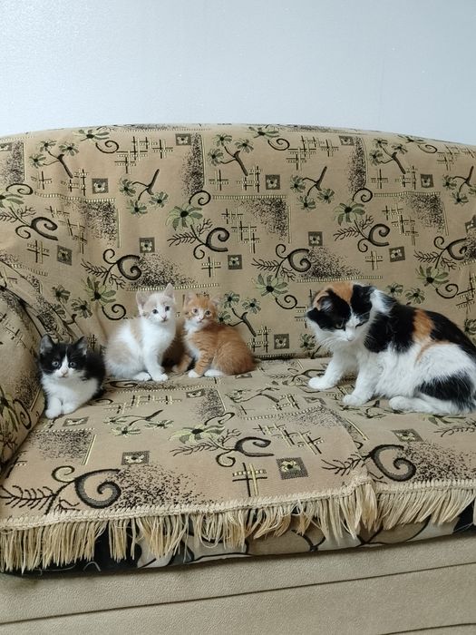 Продам домашних котят