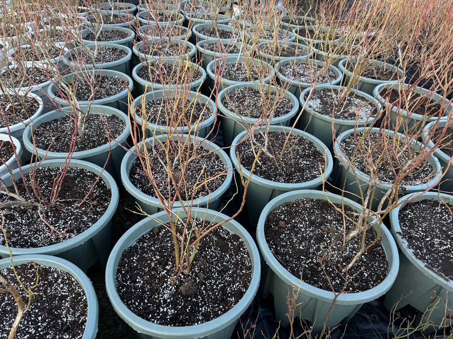 Боровинки в 50л саксия за постоянно отглеждане