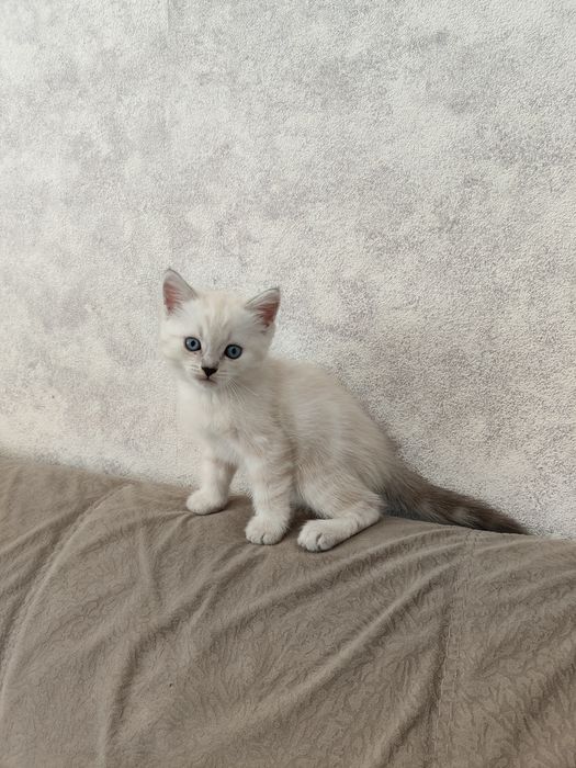В добрые руки котенок девочка