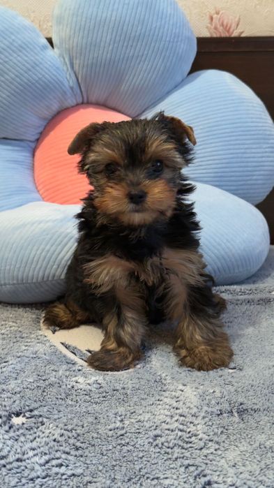 Йоркширский терьер