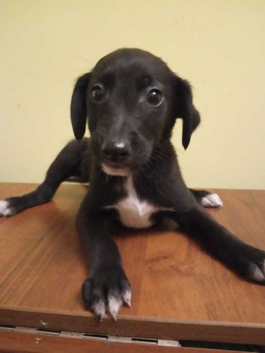 отдам щенков в добрые руки