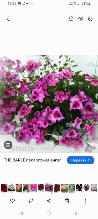 Продам комнатные пеларгонии