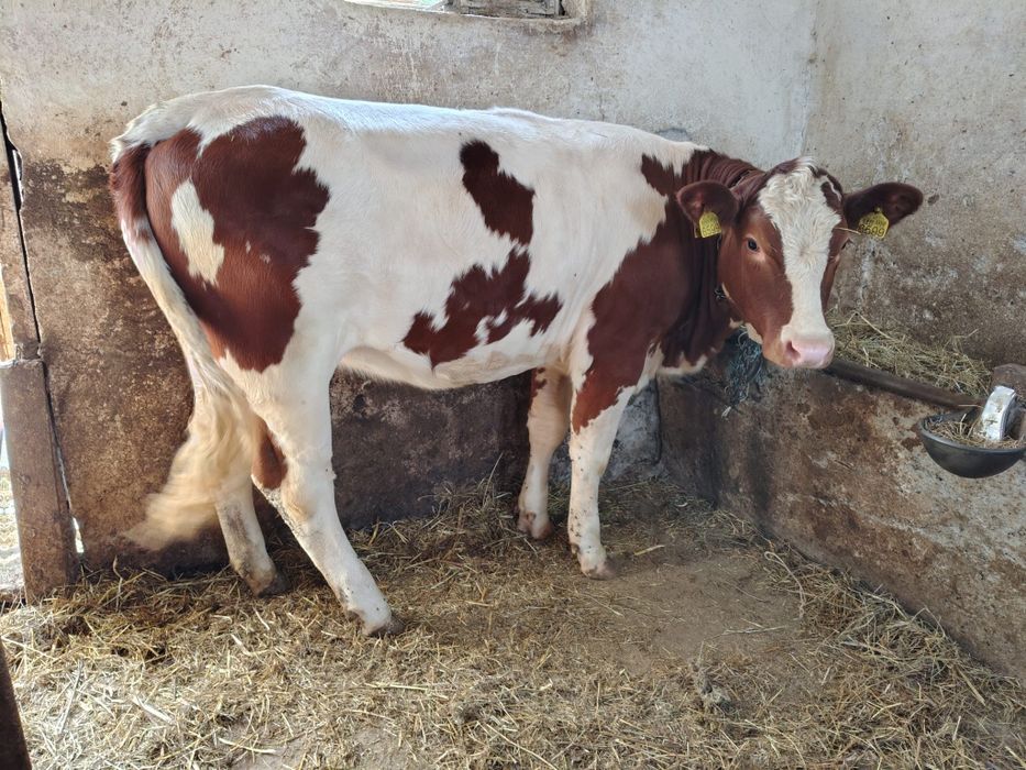 Juninca de PRASILA  (de ținut)