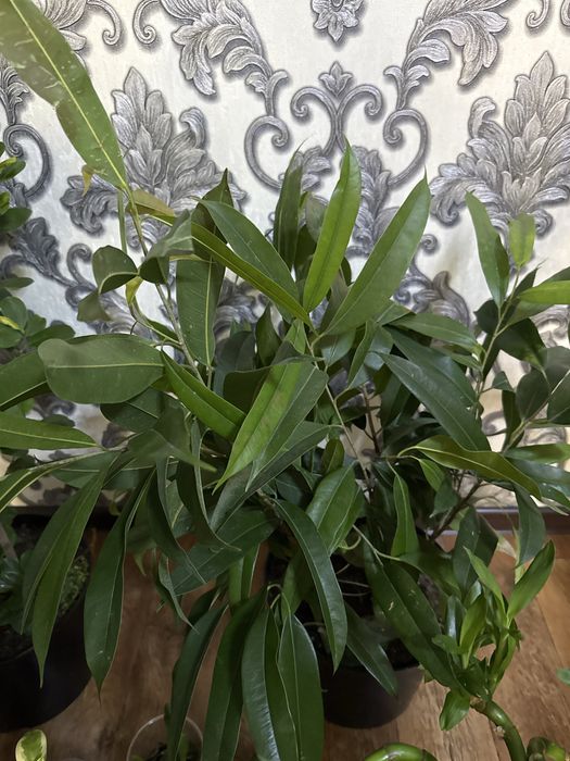 Цветы растения комнатные