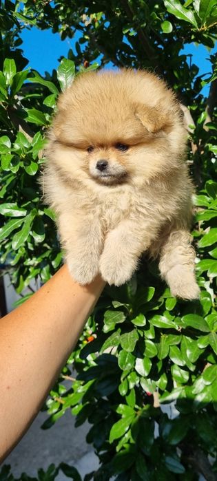 Померан померанчета