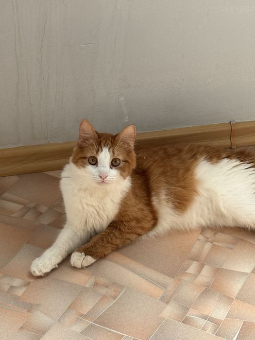Отдам кота в добрые и хорошие руки бесплатно!!