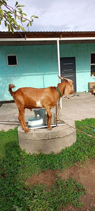 Теке асыл тұқымды