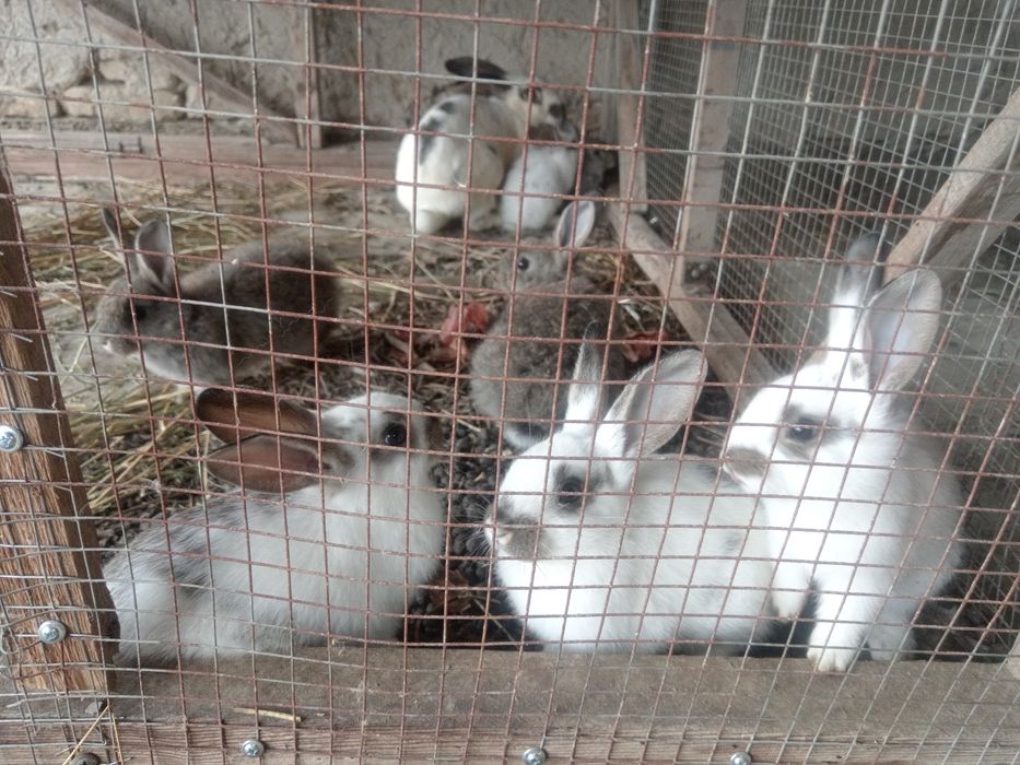 Куенлар сотилади.