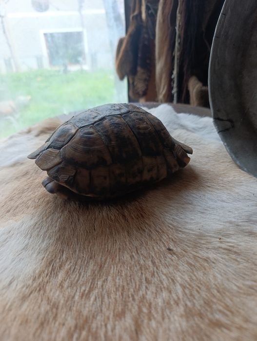 Костенурка за украса на битови стай