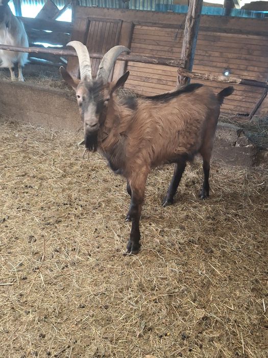 Vând țap francez alpin