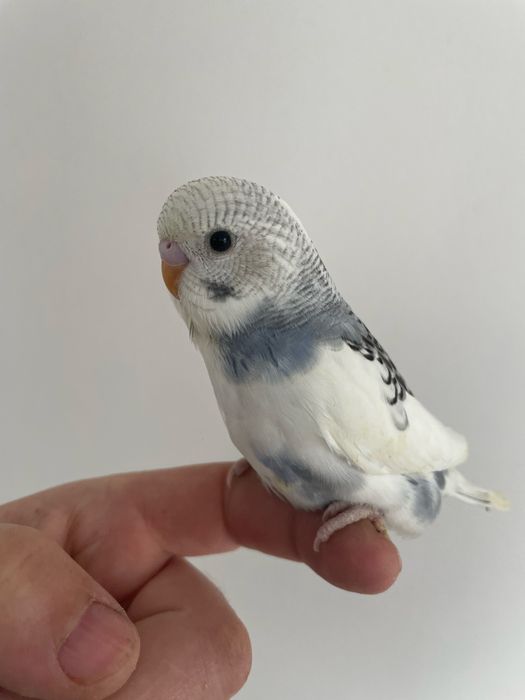 Papagali perusi