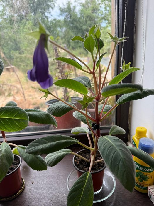 Домашние цветы .