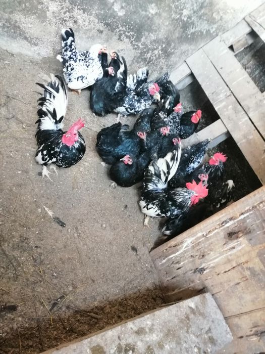 Gainute americane pitice