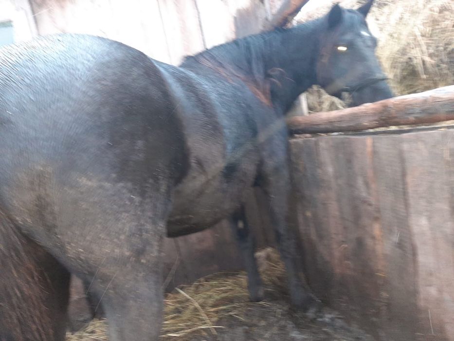 Продается лошадь кобыла