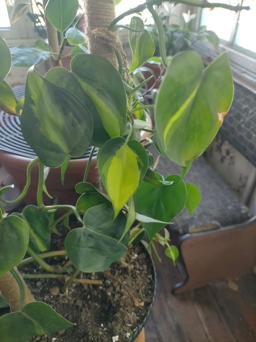 Филодендрон Бразил
