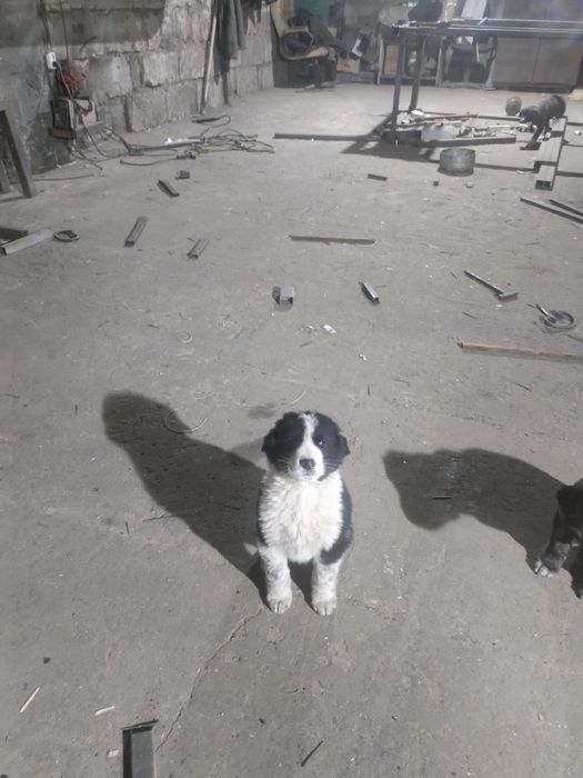 Продам щенков Алабая и Төбөт