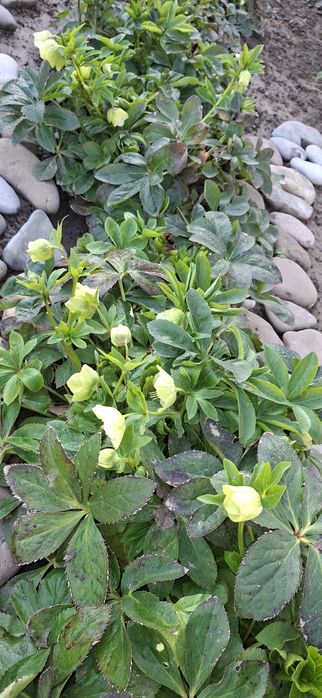 Цветы для вашего сада