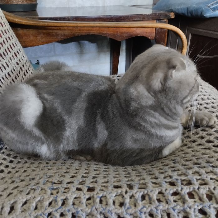 Шотландский вислоухий котик