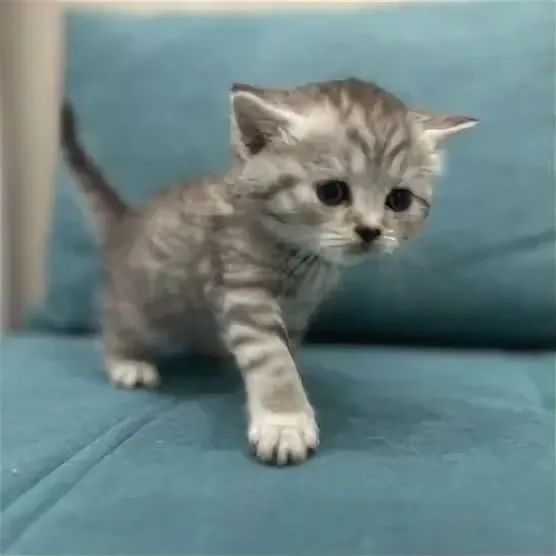 Котята шотландцы