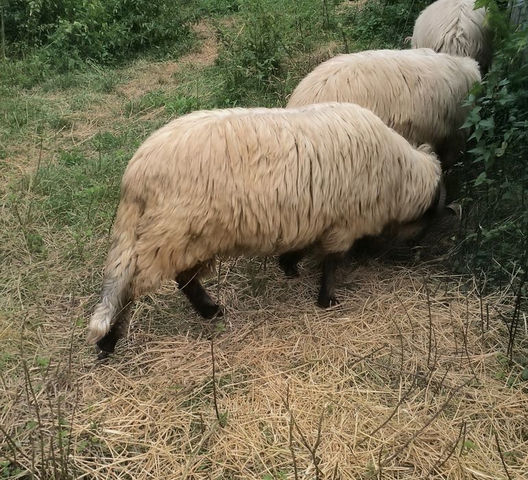 Berbec   bucălău