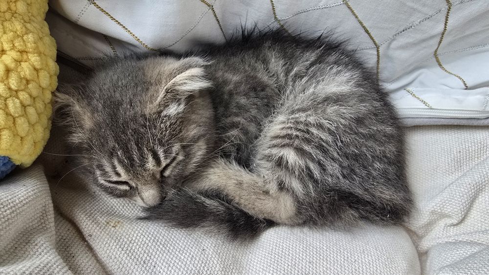 Бесплатно котёнок девочка