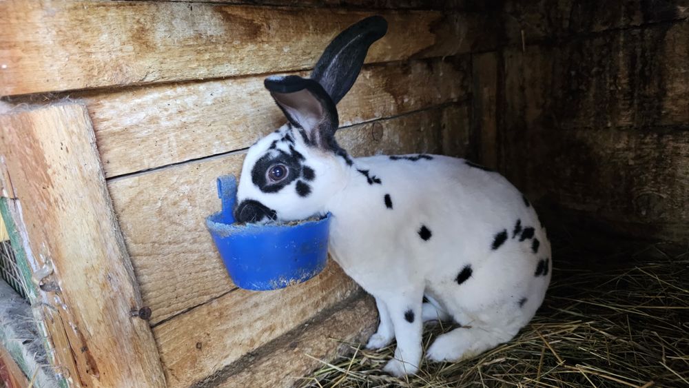 Iepuri rasa Rex bicolor si negri