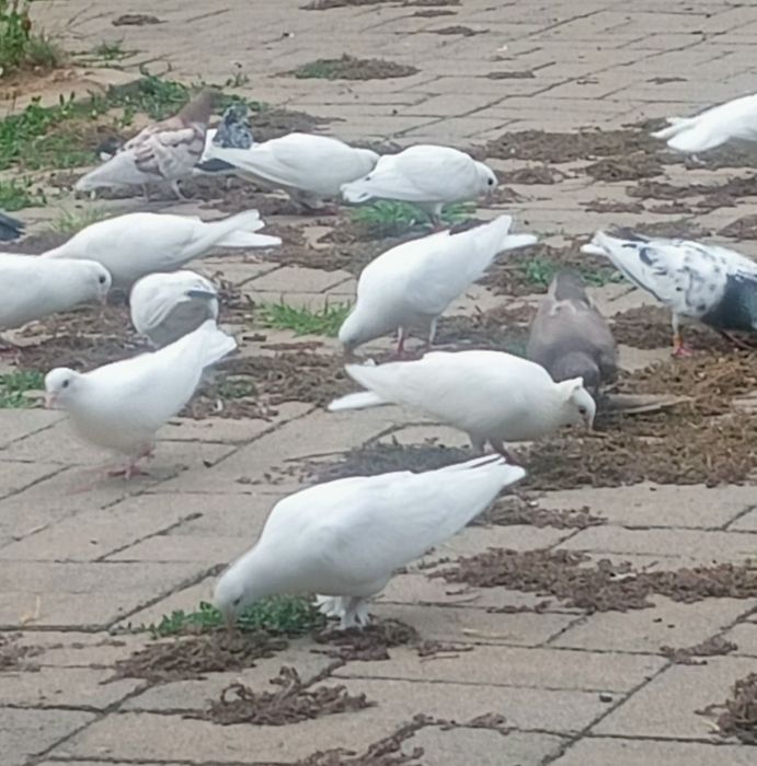 Срочно продам голубей. Кептер сатам.