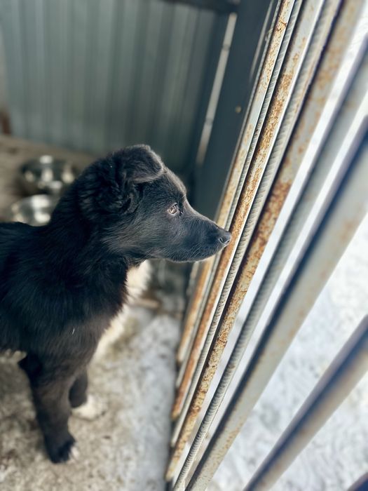 Отдам щенка девочку