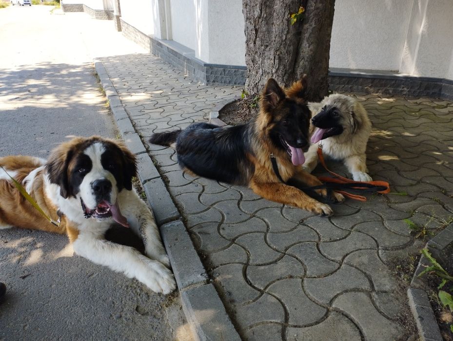 Dresaj canin Brasov