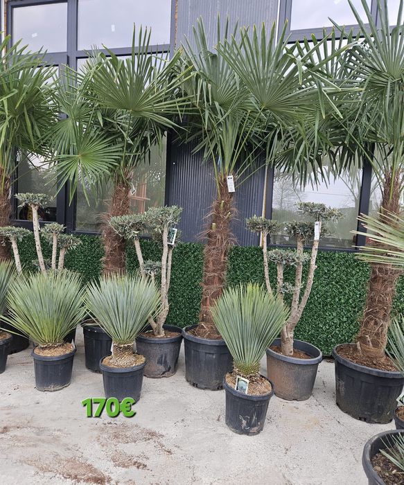 Палми и Декорация за вашата страхотна градина