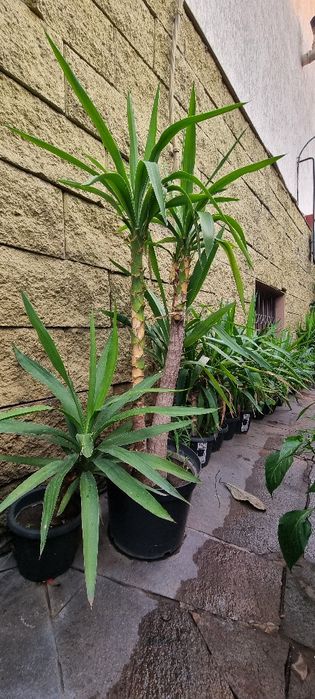 Домашнее растение