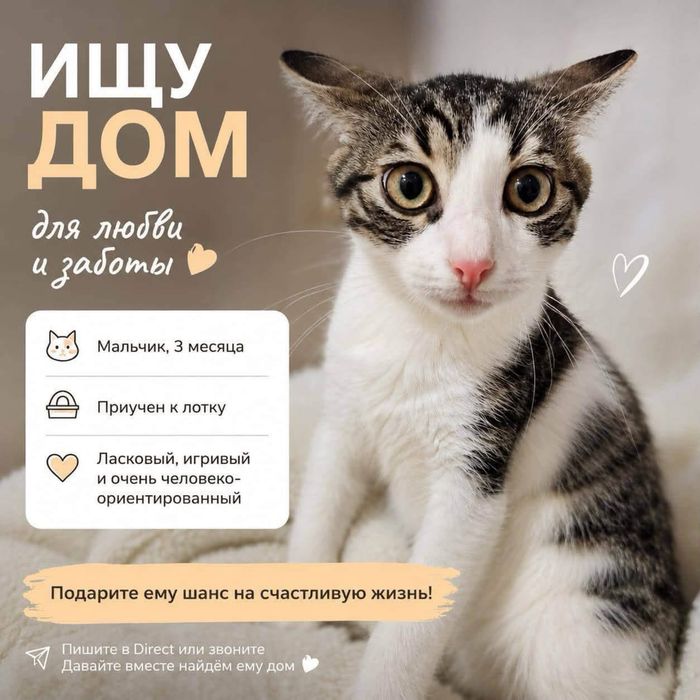 Отдам бесплатно котят