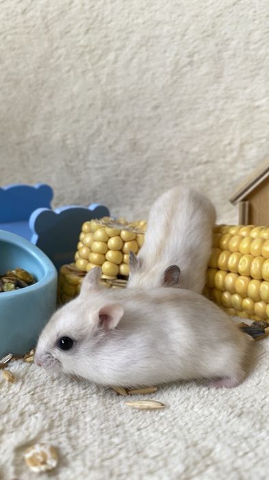 Ручные хомяки клетки корм наполнитель