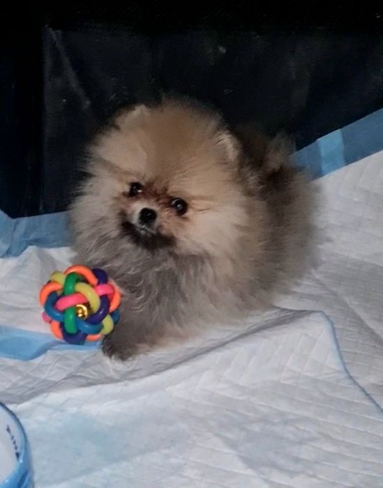 Померан мини женско