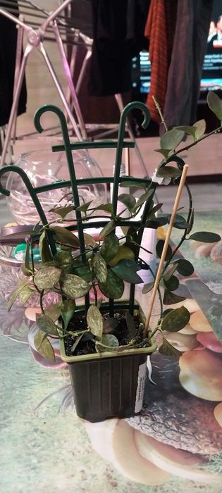 Продам цветы хойя